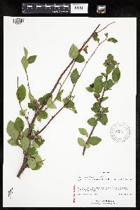 Image Associated With the Occurrence