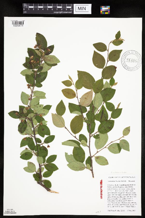 Cotoneaster image