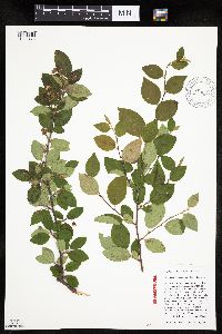 Image Associated With the Occurrence