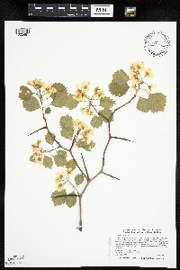 Image Associated With the Occurrence