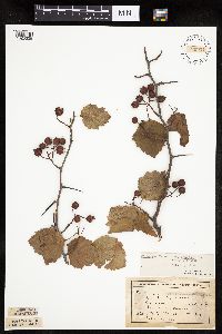 Image Associated With the Occurrence