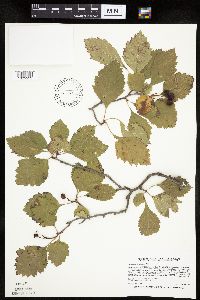 Image Associated With the Occurrence