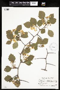 Image Associated With the Occurrence