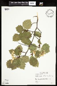 Image Associated With the Occurrence