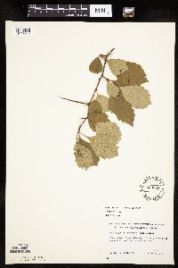 Image Associated With the Occurrence