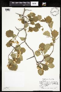 Image Associated With the Occurrence