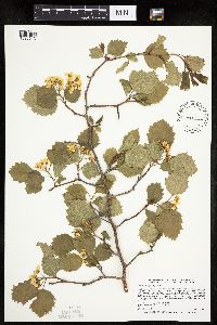 Image Associated With the Occurrence