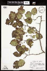 Image Associated With the Occurrence