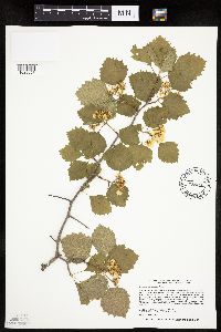 Image Associated With the Occurrence