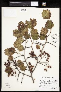 Image Associated With the Occurrence