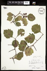 Image Associated With the Occurrence