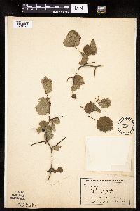 Image Associated With the Occurrence