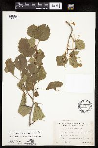 Crataegus macrosperma image