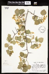 Image Associated With the Occurrence