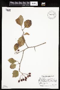 Image Associated With the Occurrence