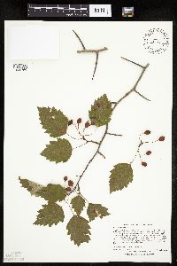 Image Associated With the Occurrence