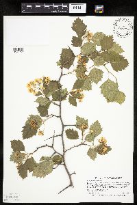 Image Associated With the Occurrence