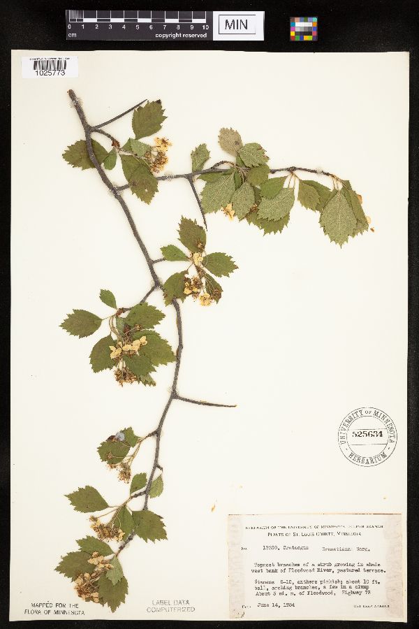 Crataegus chrysocarpa var. praecox image