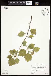 Image Associated With the Occurrence