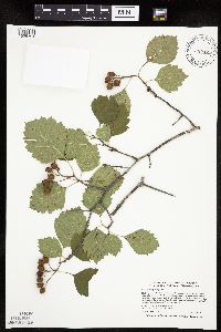 Image Associated With the Occurrence