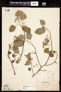 Image Associated With the Occurrence