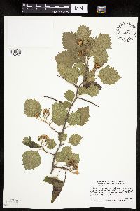 Image Associated With the Occurrence