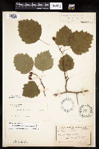 Crataegus coccinea image