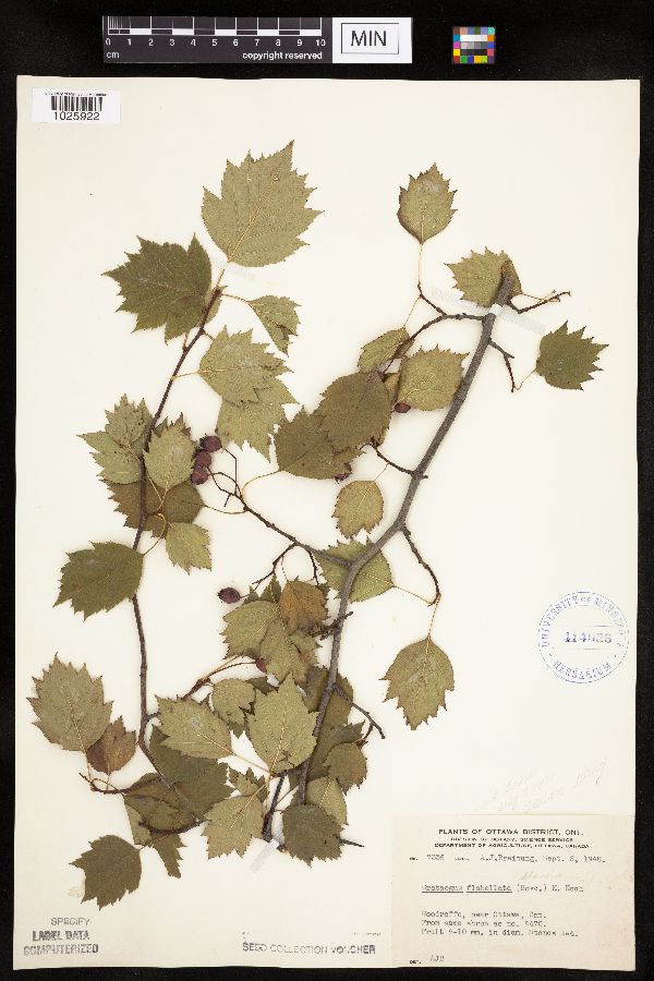 Crataegus flabellata image