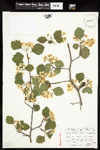 Crataegus macrosperma image