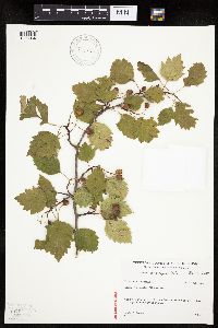 Crataegus macrosperma image