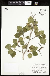 Crataegus macrosperma image