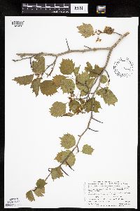 Crataegus macrosperma image