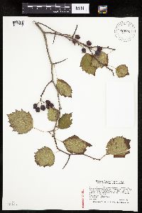 Crataegus macrosperma image