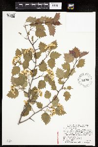 Crataegus macrosperma image