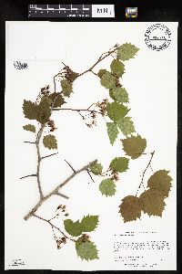 Crataegus macrosperma image
