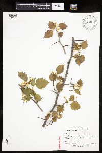 Crataegus macrosperma image