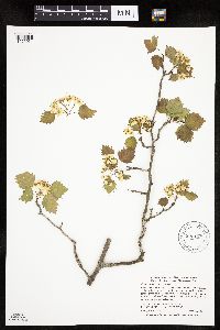 Crataegus macrosperma image