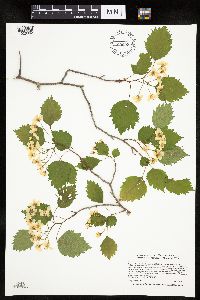 Crataegus macrosperma image