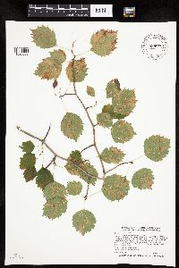 Crataegus macrosperma image