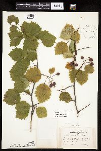 Crataegus macrosperma image