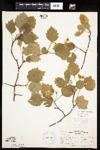 Crataegus macrosperma image
