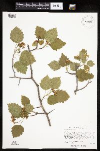 Crataegus macrosperma image