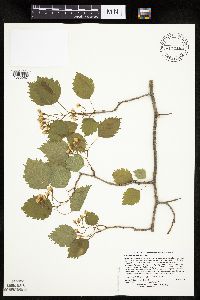 Crataegus macrosperma image