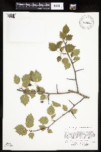 Crataegus macrosperma image