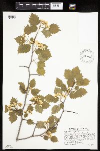 Crataegus macrosperma image