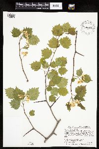 Crataegus macrosperma image