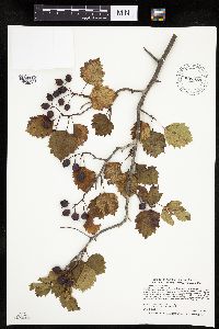 Crataegus macrosperma image
