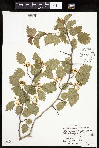 Crataegus macrosperma image