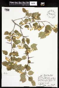 Crataegus macrosperma image