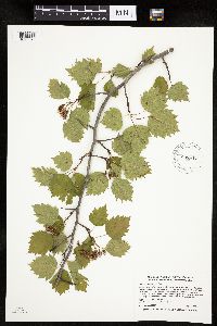 Crataegus macrosperma image